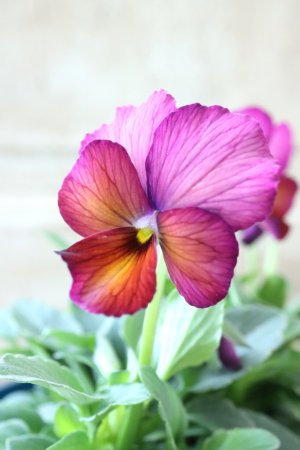 画像2: Nouvelle Vague〜ヌーヴェルヴァーグ〜 No.136