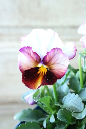 画像3: Nouvelle Vague〜ヌーヴェルヴァーグ〜 No.122