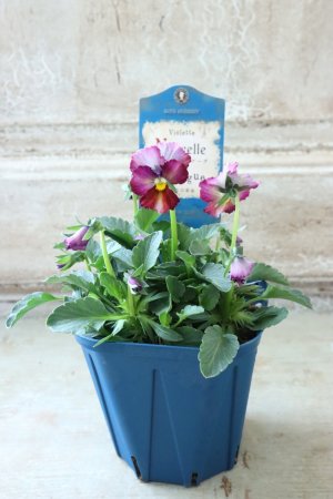 画像4: Nouvelle Vague〜ヌーヴェルヴァーグ〜 No.143