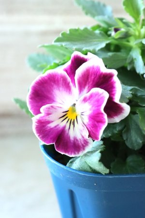 画像1: Nouvelle Vague〜ヌーヴェルヴァーグ〜 No.127