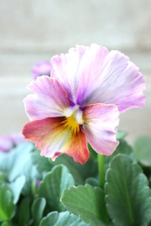 画像1: Nouvelle Vague〜ヌーヴェルヴァーグ〜 No.145