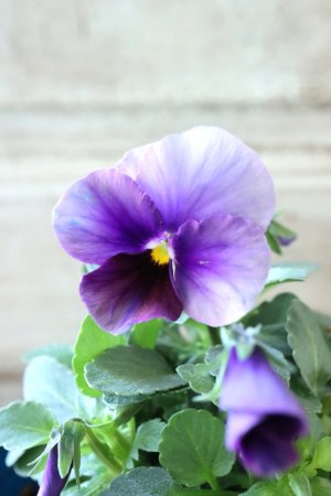 画像1: Nouvelle Vague〜ヌーヴェルヴァーグ〜 No.123