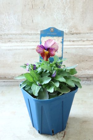 画像4: Nouvelle Vague〜ヌーヴェルヴァーグ〜 No.149