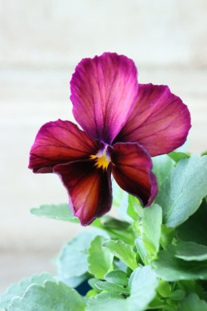 画像3: Nouvelle Vague〜ヌーヴェルヴァーグ〜 No.137