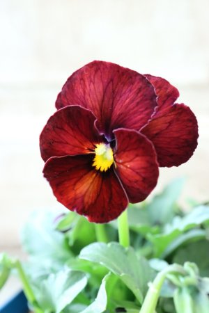 画像3: Nouvelle Vague〜ヌーヴェルヴァーグ〜 No.153