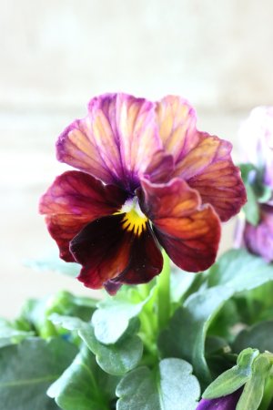 画像1: Nouvelle Vague〜ヌーヴェルヴァーグ〜 No.128