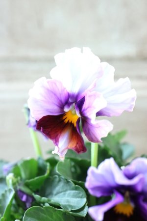 画像4: Nouvelle Vague〜ヌーヴェルヴァーグ〜 No.156