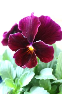 Nouvelle Vague〜ヌーヴェルヴァーグ〜 No.159