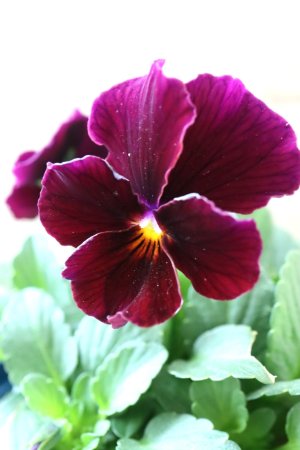 画像1: Nouvelle Vague〜ヌーヴェルヴァーグ〜 No.159