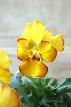 画像2: Nouvelle Vague〜ヌーヴェルヴァーグ〜 No.133