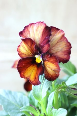 画像1: Nouvelle Vague〜ヌーヴェルヴァーグ〜 No.131