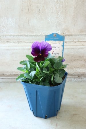 画像4: Nouvelle Vague〜ヌーヴェルヴァーグ〜 No.126