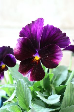 画像3: Nouvelle Vague〜ヌーヴェルヴァーグ〜 No.150