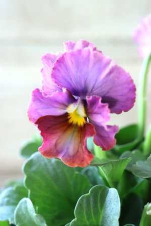 画像1: Nouvelle Vague〜ヌーヴェルヴァーグ〜 No.124