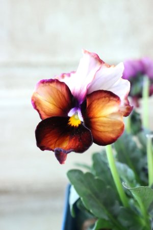 画像1: Nouvelle Vague〜ヌーヴェルヴァーグ〜 No.135