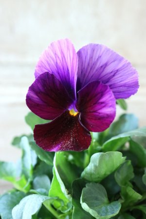 画像1: Nouvelle Vague〜ヌーヴェルヴァーグ〜 No.126