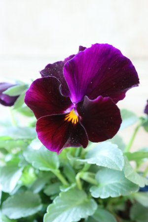 画像3: Nouvelle Vague〜ヌーヴェルヴァーグ〜 No.134