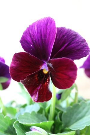 画像1: Nouvelle Vague〜ヌーヴェルヴァーグ〜 No.157