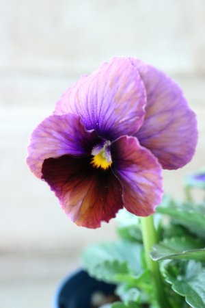 画像1: Nouvelle Vague〜ヌーヴェルヴァーグ〜 No.132