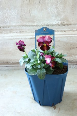 画像4: Nouvelle Vague〜ヌーヴェルヴァーグ〜 No.142