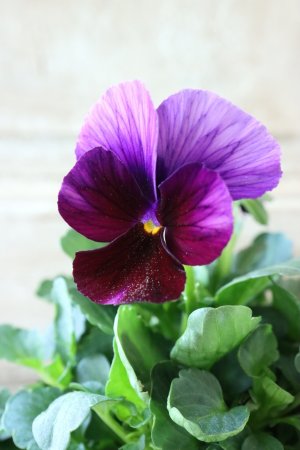 画像3: Nouvelle Vague〜ヌーヴェルヴァーグ〜 No.126