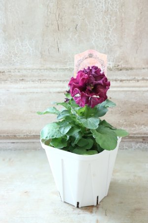 画像5: Robe de Antoinette Rococo〜ローブ・ドゥ・アントワネット ロココ〜 No.79