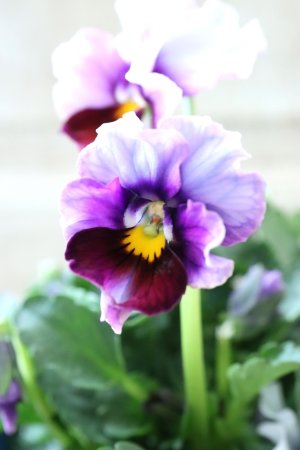 画像2: Nouvelle Vague〜ヌーヴェルヴァーグ〜 No.156