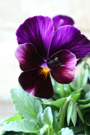 画像2: Nouvelle Vague〜ヌーヴェルヴァーグ〜 No.150