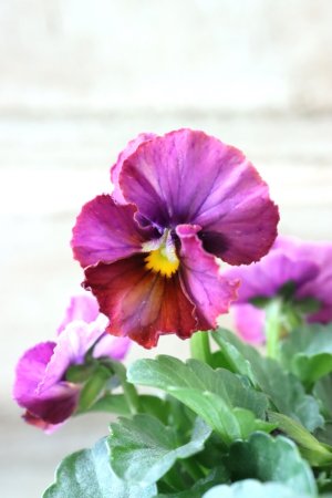 画像1: Nouvelle Vague〜ヌーヴェルヴァーグ〜 No.148