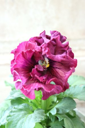 画像3: Robe de Antoinette Rococo〜ローブ・ドゥ・アントワネット ロココ〜 No.79