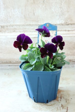 画像5: Nouvelle Vague〜ヌーヴェルヴァーグ〜 No.157