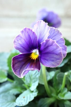 画像3: Nouvelle Vague〜ヌーヴェルヴァーグ〜 No.140