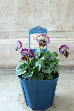 画像5: Nouvelle Vague〜ヌーヴェルヴァーグ〜 No.154