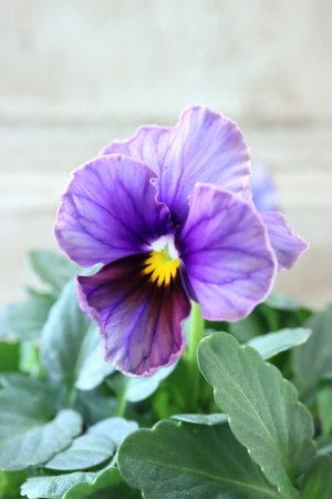 画像2: Nouvelle Vague〜ヌーヴェルヴァーグ〜 No.140