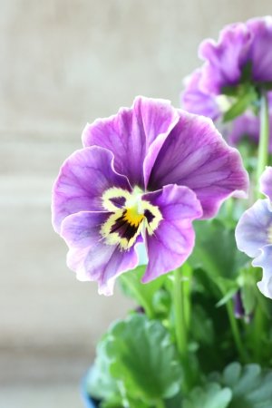 画像3: Nouvelle Vague collection "Lapis Lazuli"〜ヌーヴェルヴァーグ ラピスラズリ〜 No.9