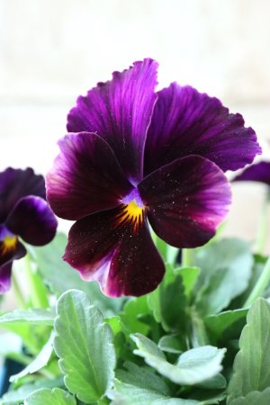 画像4: Nouvelle Vague〜ヌーヴェルヴァーグ〜 No.150