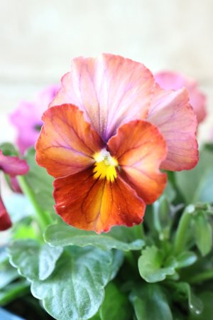 画像2: Nouvelle Vague〜ヌーヴェルヴァーグ〜 No.121