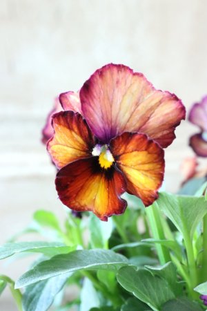 画像2: Nouvelle Vague〜ヌーヴェルヴァーグ〜 No.131