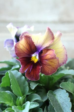 画像4: Nouvelle Vague〜ヌーヴェルヴァーグ〜 No.152