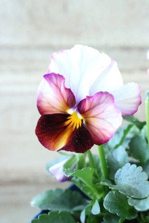 画像2: Nouvelle Vague〜ヌーヴェルヴァーグ〜 No.122