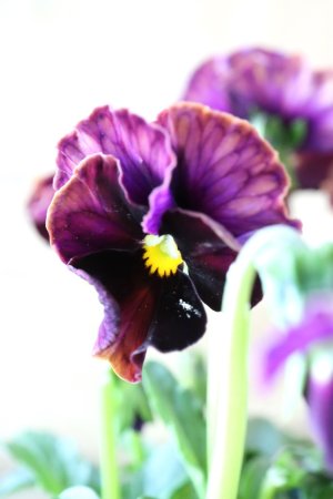 画像4: Nouvelle Vague〜ヌーヴェルヴァーグ〜 No.130