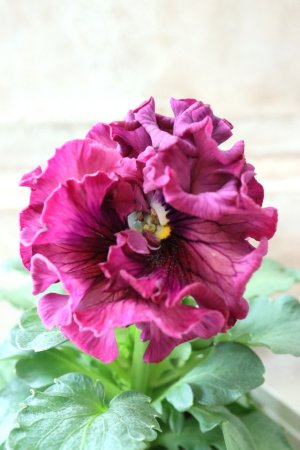 画像1: Robe de Antoinette Rococo〜ローブ・ドゥ・アントワネット ロココ〜 No.79