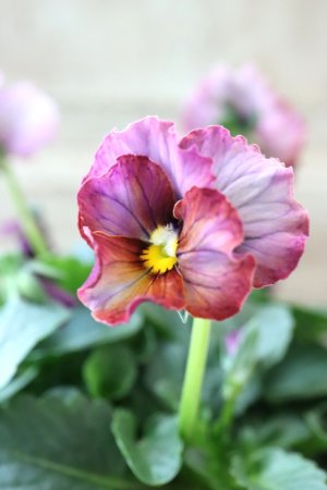 画像1: Nouvelle Vague〜ヌーヴェルヴァーグ〜 No.155