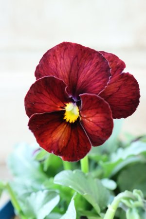 画像1: Nouvelle Vague〜ヌーヴェルヴァーグ〜 No.153