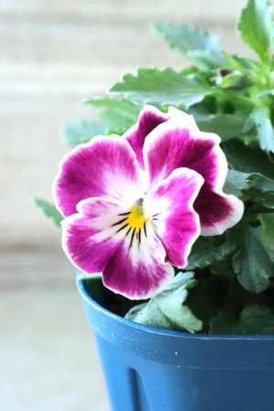 画像3: Nouvelle Vague〜ヌーヴェルヴァーグ〜 No.127