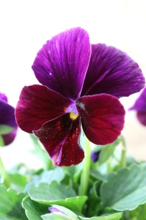 画像2: Nouvelle Vague〜ヌーヴェルヴァーグ〜 No.157