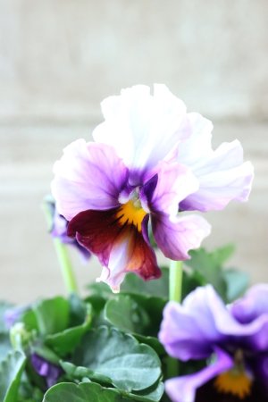 画像3: Nouvelle Vague〜ヌーヴェルヴァーグ〜 No.156