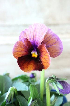 画像3: Nouvelle Vague〜ヌーヴェルヴァーグ〜 No.132