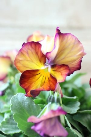 画像2: Nouvelle Vague〜ヌーヴェルヴァーグ〜 No.147