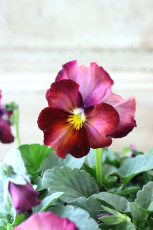 画像2: Nouvelle Vague〜ヌーヴェルヴァーグ〜 No.142